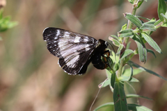 Agaristodes feisthamelii