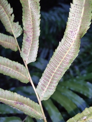 Menisciopsis penangiana