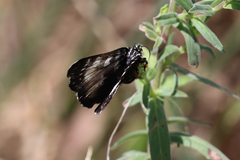 Agaristodes feisthamelii