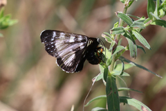 Agaristodes feisthamelii