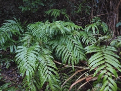 Menisciopsis penangiana