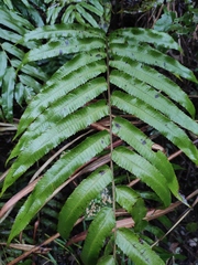 Menisciopsis penangiana