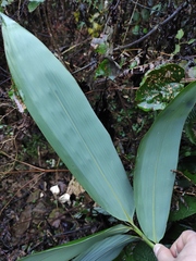 Indocalamus latifolius