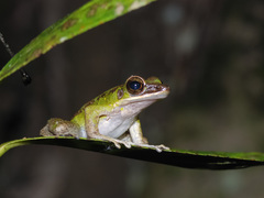 Odorrana hosii