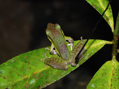 Odorrana hosii