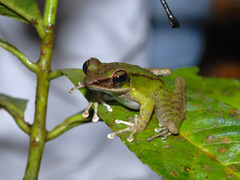 Odorrana hosii