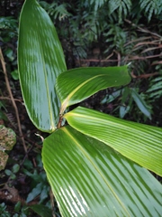 Indocalamus latifolius