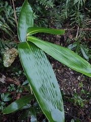 Indocalamus latifolius
