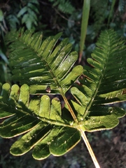Pteris fauriei
