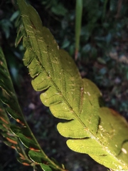 Pteris fauriei