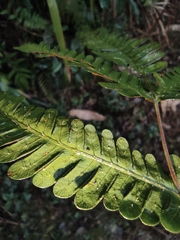Pteris fauriei