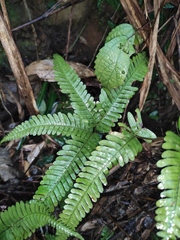 Pteris fauriei