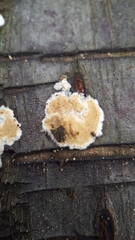 Cylindrobasidium laeve