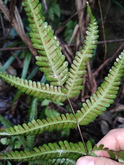 Pteris fauriei