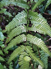 Pteris fauriei