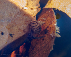 Nemotaulius punctatolineatus