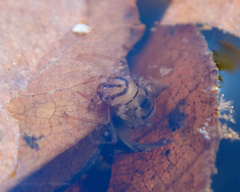 Nemotaulius punctatolineatus