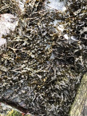 Fucus vesiculosus