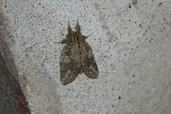 Peridea anceps