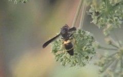 Ancistrocerus spinolae