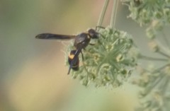 Ancistrocerus spinolae