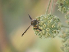 Ancistrocerus spinolae