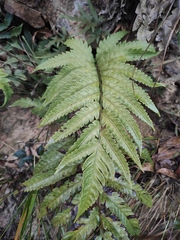 Woodwardia japonica