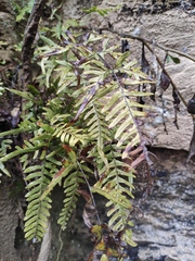 Pteris semipinnata