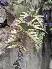 Pteris semipinnata