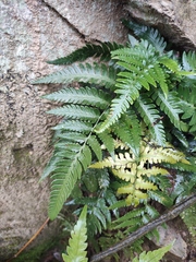 Dryopteris varia