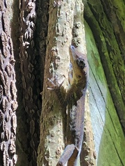 Anolis extremus