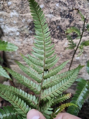 Dryopteris varia