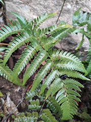 Dryopteris varia