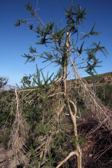 Aspalathus macrantha