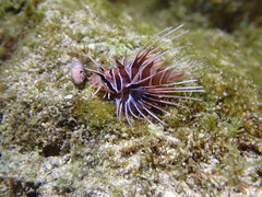 Pterois radiata