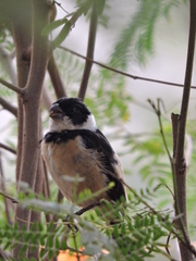 Sporophila torqueola