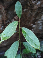 Itea omeiensis