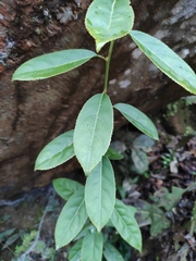 Itea omeiensis