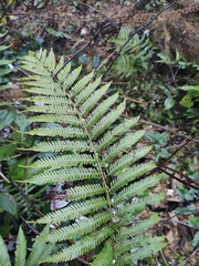 Pseudocyclosorus subochthodes