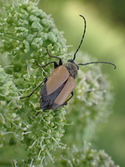 Trigonarthris subpubescens