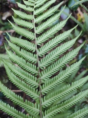 Pseudocyclosorus subochthodes