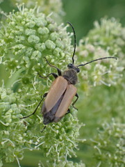 Trigonarthris subpubescens