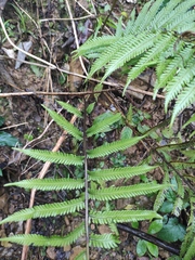 Pseudocyclosorus subochthodes