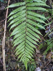 Pseudocyclosorus subochthodes