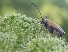 Trigonarthris subpubescens