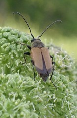 Trigonarthris subpubescens