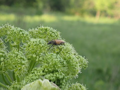 Trigonarthris subpubescens