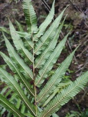 Menisciopsis penangiana