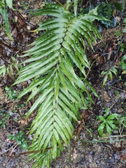 Menisciopsis penangiana