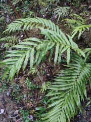 Menisciopsis penangiana